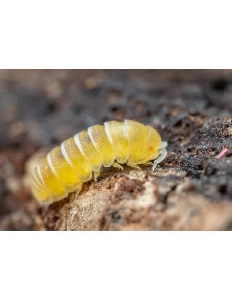 25+ Isopodos ''Submarino amarillo'' Micro-Isopodos (Elumoides sp.) Mini isopodos venta en Mexico
