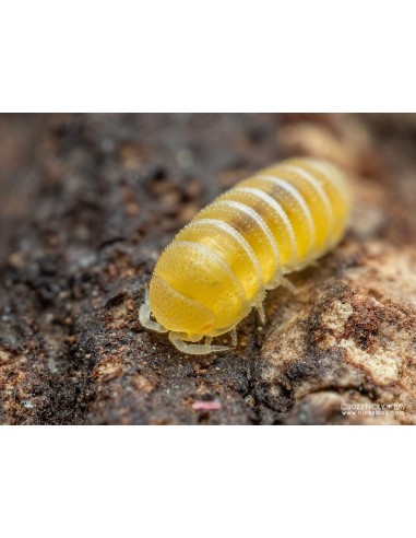 25+ Isopodos ''Submarino amarillo'' Micro-Isopodos (Elumoides sp.) Mini isopodos venta en Mexico