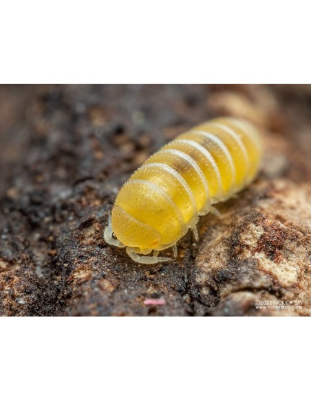 copy of armadillidium vulgare Magic potion-Pocion magica americano