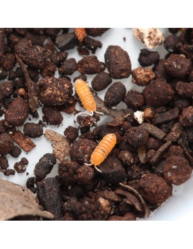 copy of armadillidium vulgare Magic...