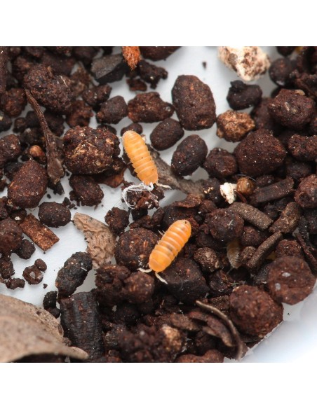 copy of armadillidium vulgare Magic potion-Pocion magica americano