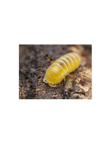 copy of armadillidium vulgare Magic...