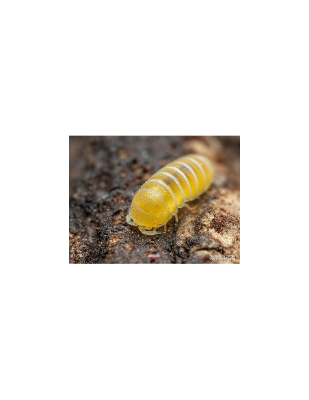 copy of armadillidium vulgare Magic potion-Pocion magica americano