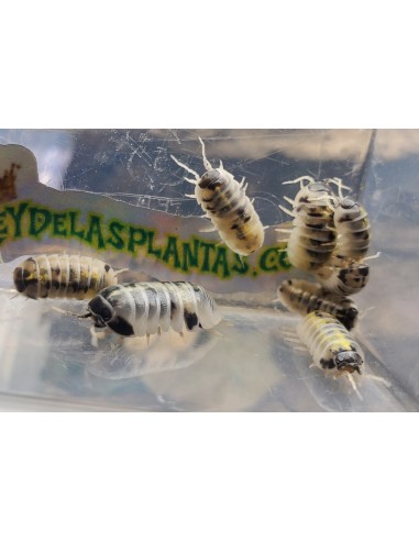 12 X ''Harold's Mexican Magic Potion Isopods''...