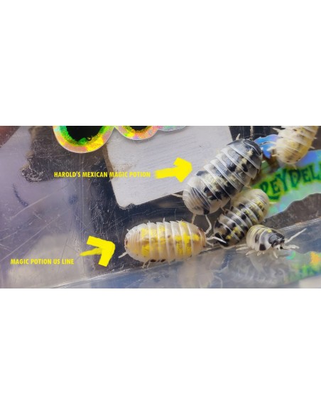 12 Isopodos ''Harold's Mexican Magic Potion'' Armadillidium vulgare - Linea exclusiva de isopodos de Harold Di-Bella en Mexico