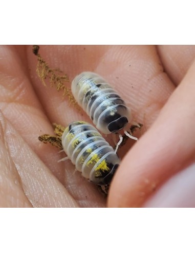 12 Isopodos ''Harold's Mexican Magic Potion'' Armadillidium vulgare - Linea exclusiva de isopodos de Harold Di-Bella en Mexico