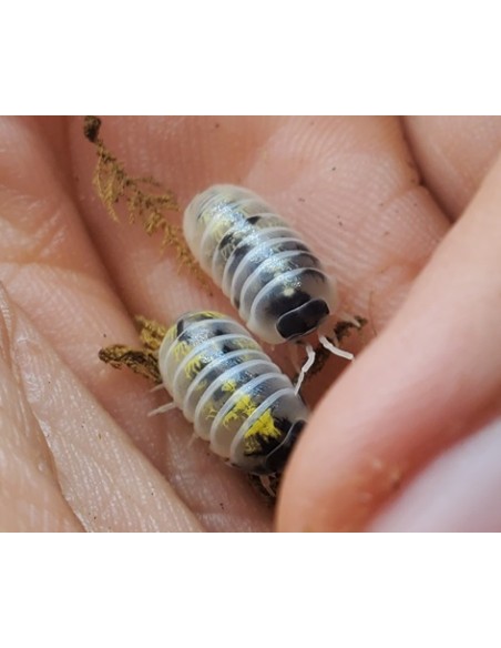 12 Isopodos ''Harold's Mexican Magic Potion'' Armadillidium vulgare - Linea exclusiva de isopodos de Harold Di-Bella en Mexico