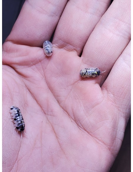 12 X ''Harold's Mexican Magic Potion Isopods'' Rarest isopods in the world - Mexican magc potion isopods line