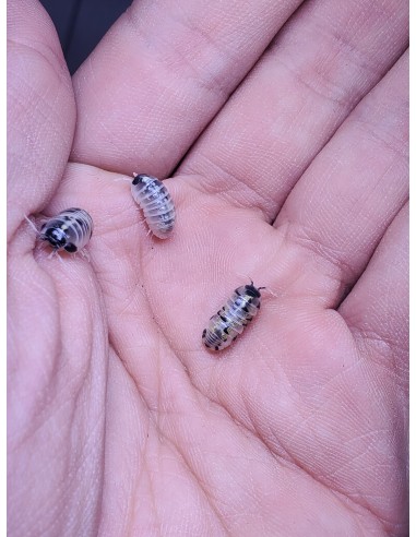 12 Isopodos ''Harold's Mexican Magic Potion''...