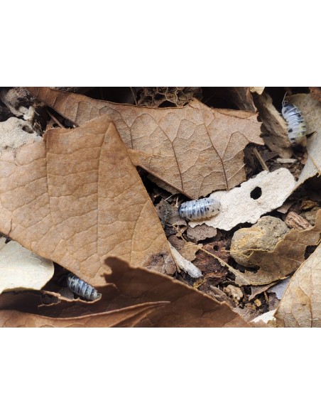 12 X ''Harold's Mexican Magic Potion Isopods'' Rarest isopods in the world - Mexican magc potion isopods line