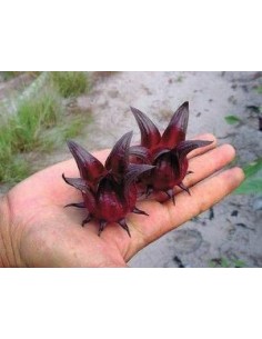 25 Semillas de Flor de Jamaica (Hibiscus sabdariffa) Cultivo en casa de Jamaica - Compra semillas ahora.