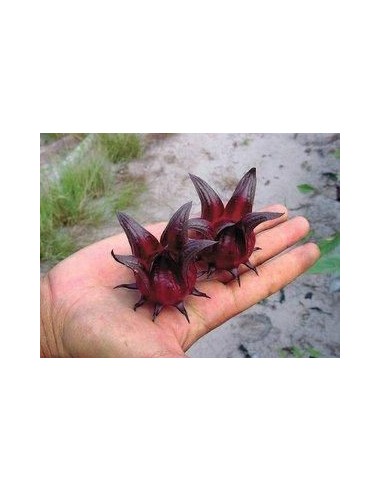 20 Roselle Plant seeds (Hibiscus sabdariffa) Grow your own jamaica Plant now! Order here