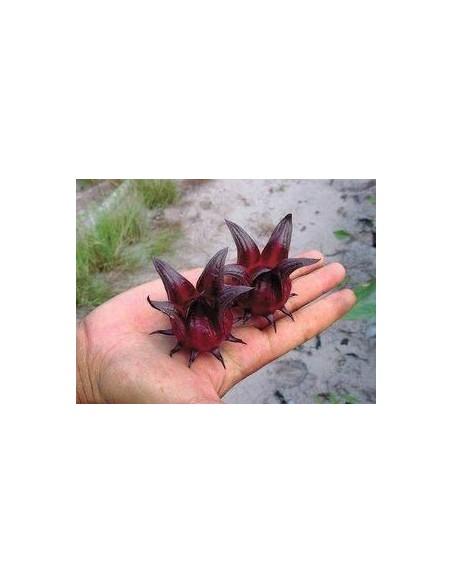 20 Roselle Plant seeds (Hibiscus sabdariffa) Grow your own jamaica Plant now! Order here 20 Roselle Plant seeds (Hibiscus sabdariffa) Grow your own jamaica Plant now! Order here