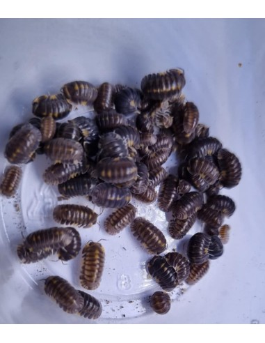 10 X ''Jaguar'' Cubaris Dibellarae Isopods -...