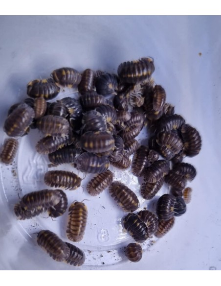 10 X ''Jaguar'' Cubaris Dibellarae Isopods - Mexican Jaguar Isopods Care. Order here