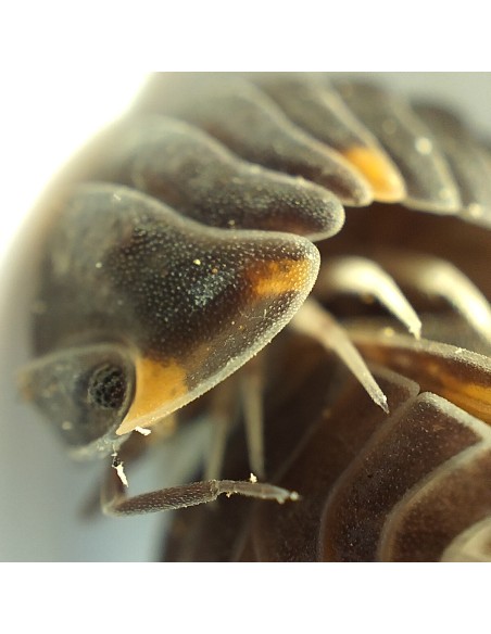 Rare jaguar isopods for sale