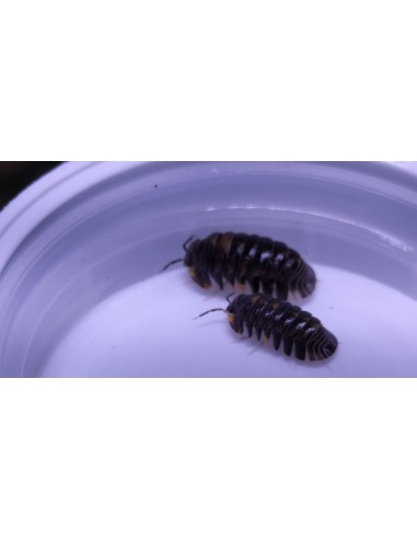 10 X ''Jaguar'' Cubaris Dibellarae Isopods -...