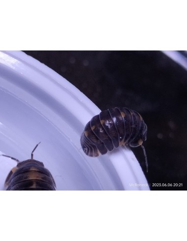 10 X ''Jaguar'' Cubaris Dibellarae Isopods -...