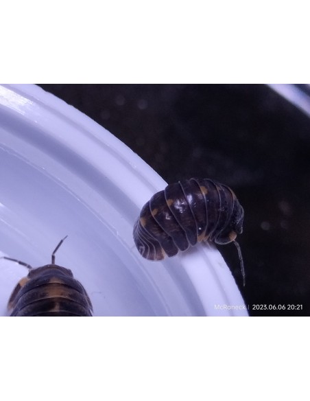 10 X ''Jaguar'' Cubaris Dibellarae Isopods - Mexican Jaguar Isopods Care. Order here