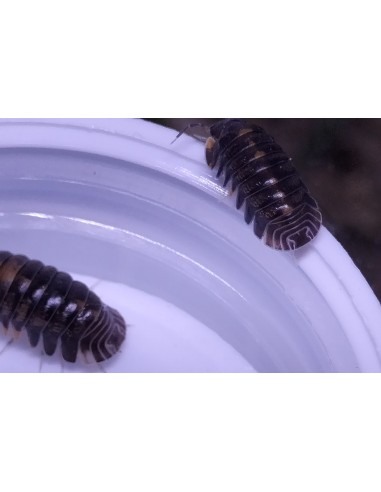 10 Isopodos ''Jaguar'' Cubaris sp. Dibellarae...