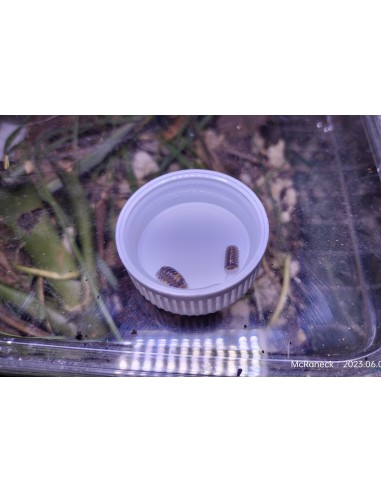 10 Isopodos ''Jaguar'' Cubaris sp. Dibellarae...