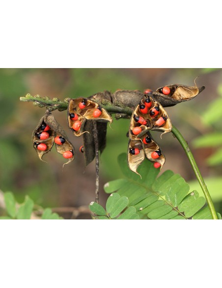 1 Planta de Abrus precatorius (Trepadora viva) coralillo asiatico o regaliz americano / Para sembrar