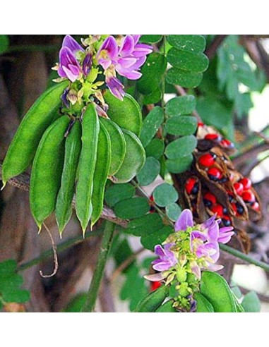 1 Planta de Abrus precatorius (Trepadora viva)...