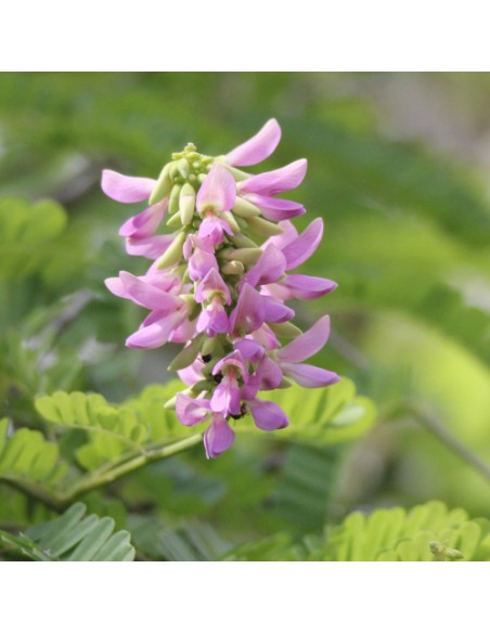 1 Planta de Abrus precatorius (Trepadora viva) coralillo asiatico o regaliz americano / Para sembrar