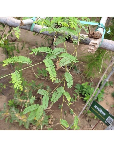 1 Planta de Abrus precatorius (Trepadora viva) coralillo asiatico o regaliz americano / Para sembrar