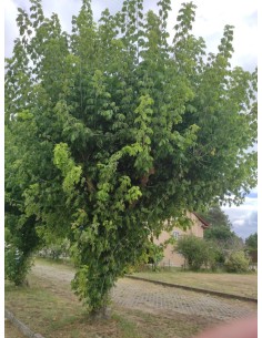 1 Black maple sapling (acer...