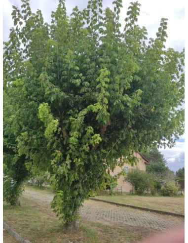 1 Arbolito de Arce negundo (acer negundo) Arce de hojas suaves - Arboles elegantes para reforestar