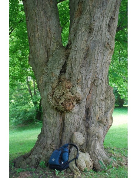 1 Black maple sapling (acer negundo) Soft-leaf maple - Elegant trees for reforestation