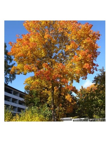 1 Black maple sapling (acer negundo) Soft-leaf...