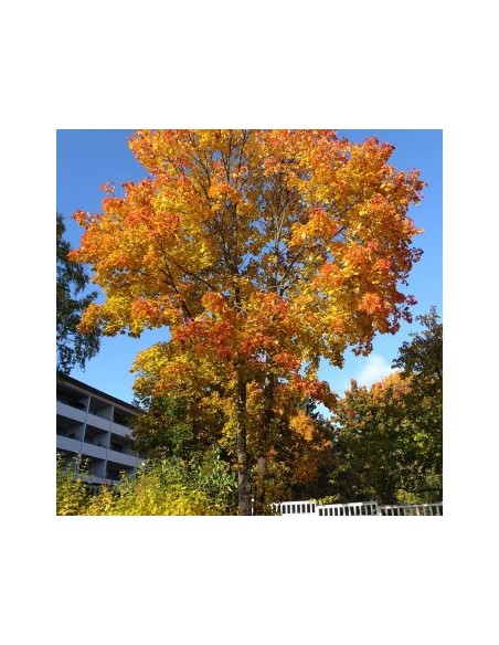1 Black maple sapling (acer negundo) Soft-leaf maple - Elegant trees for reforestation