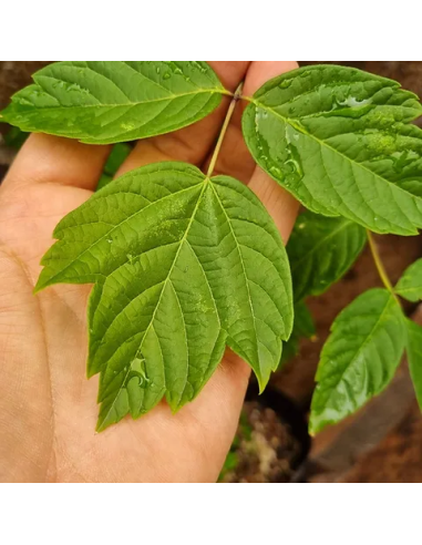 1 Black maple sapling (acer negundo) Soft-leaf...