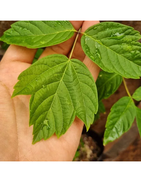 1 Black maple sapling (acer negundo) Soft-leaf maple - Elegant trees for reforestation