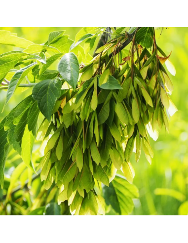 1 Black maple sapling (acer negundo) Soft-leaf...
