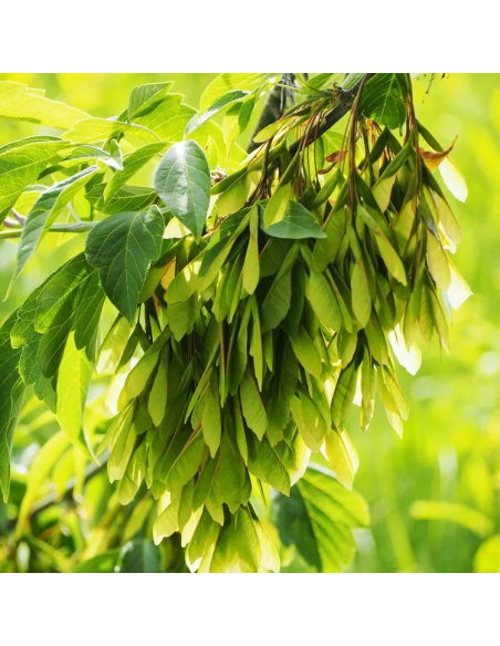 1 Black maple sapling (acer negundo) Soft-leaf maple - Elegant trees for reforestation