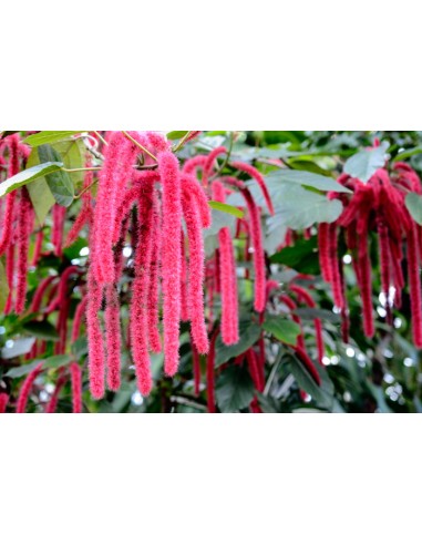 1 Dwarf red foxtail plant (Acalypha hispida) 30 cms. hanging pots or normal pots of foxtail.