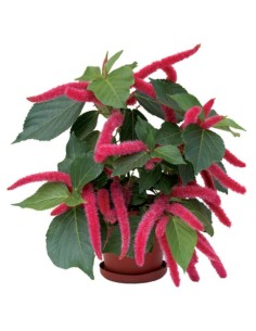 1 Dwarf red foxtail plant... 2