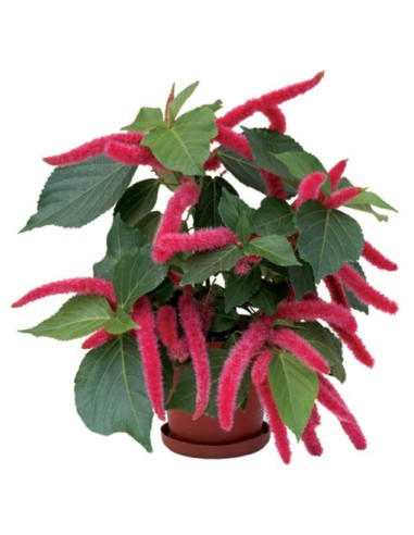 1 Dwarf red foxtail plant (Acalypha hispida) 30...