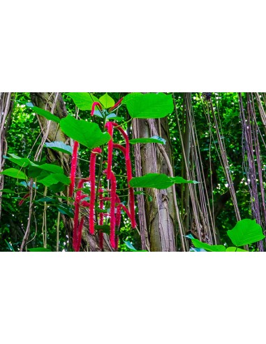 1 Dwarf red foxtail plant (Acalypha hispida) 30...