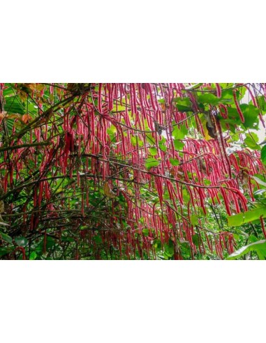1 Dwarf red foxtail plant (Acalypha hispida) 30...