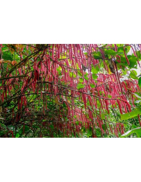 1 Dwarf red foxtail plant (Acalypha hispida) 30 cms. hanging pots or normal pots of foxtail.