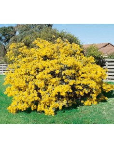 1 Purple Acacia sapling...