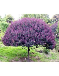 1 Purple Acacia sapling... 2