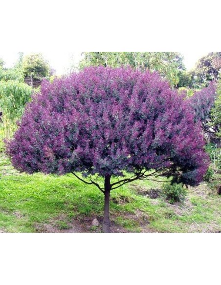 1 Purple Acacia sapling (Acacia baileyana) Excellent Acacia specimens for sale online