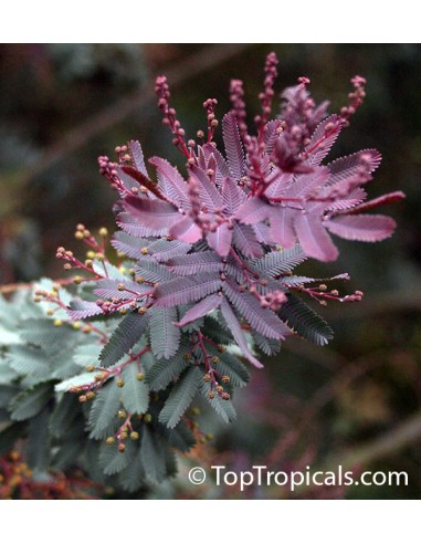 1 Purple Acacia sapling (Acacia baileyana)...