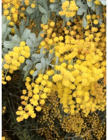 1 Purple Acacia sapling (Acacia baileyana)...