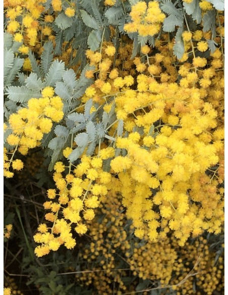 1 Purple Acacia sapling (Acacia baileyana) Excellent Acacia specimens for sale online